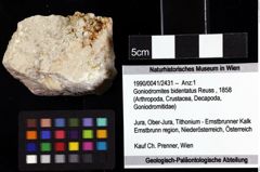 Foto (Objket + Etiketten) von Goniodromites bidentatus (Reuss, 1858) 